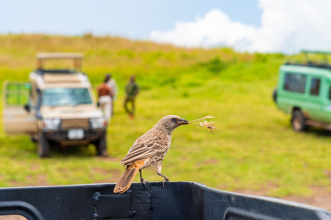 Birdwatching Tours